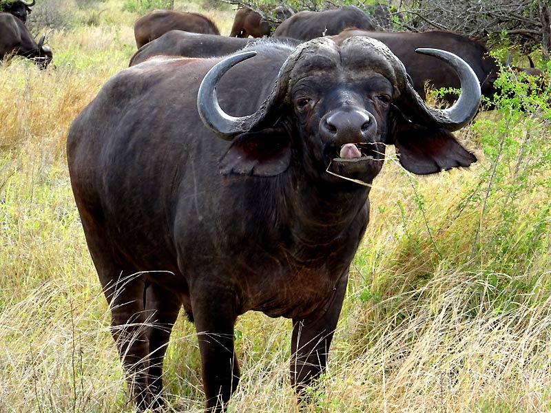 buffel