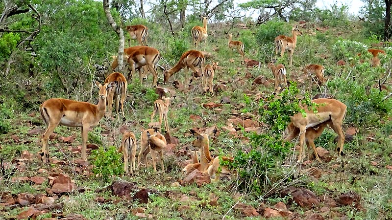 impalas