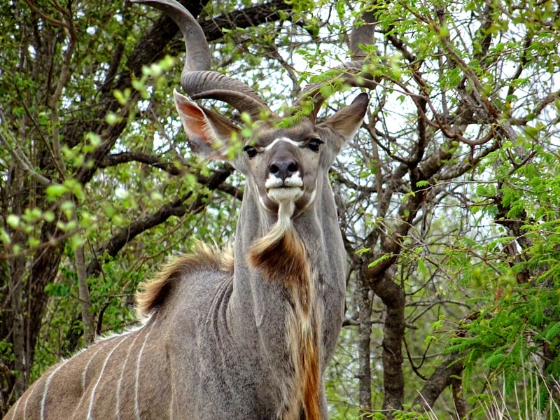 kudu