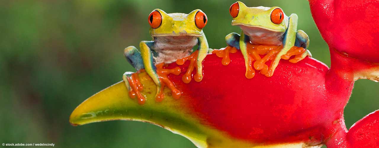 gayreise_costa_rica_frogs