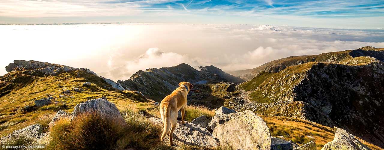 KR_hund_auf_berg_L