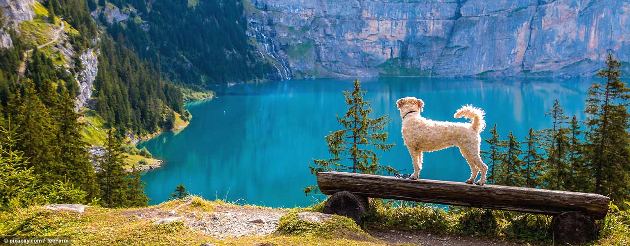 KR_hundeurlaub_berge_L